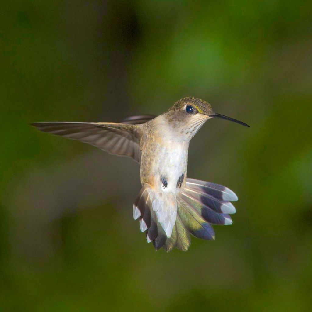 Hummingbirds from backyards and beyond